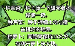 蔬菜种子提纯有何关键步骤？