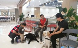 导盲犬培训招聘，需要什么条件？