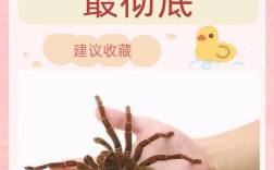 如何快速吸引百度蜘蛛抓取？