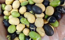 瓜子毛豆为何招聘？