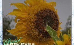 向日葵搭建网站收录吗