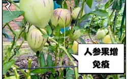 人参果如何救活？关键在哪？