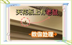 天花板老鼠怎么彻底除掉？