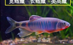 网页宽高屏幕如何自适应设置?