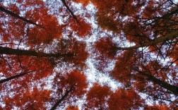 PS秋日氛围调色，关键步骤与参数是什么？