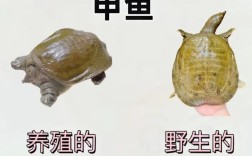 甲鱼不是鱼的大妖猴如何，甲鱼非鱼却称大妖猴，名从何来？