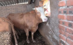 小母牛招聘什么岗位？要求有哪些？