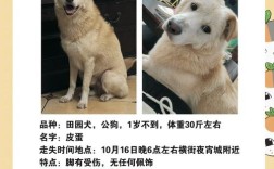 招聘狗使用技巧有哪些？