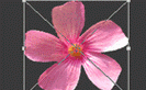 CS6如何制作GIF？步骤是什么？