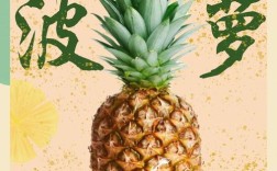 菠萝理财招聘，有何岗位要求？