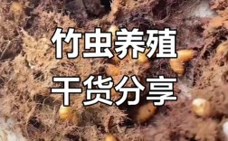 未来五年养竹虫前景如何，未来五年养竹虫前景到底如何？