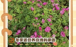 四季玫瑰上盆关键步骤有哪些？