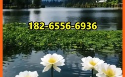 丹东如何网络推广公司