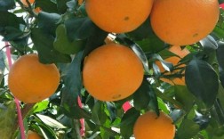 红美人柑橘今年价格走势如何？