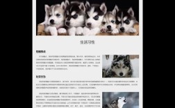 如何快速搭建一个展示网站？