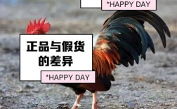 超市里如何一眼看出公鸡母鸡？