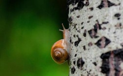 蜗牛为何要上树招聘？