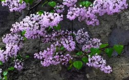 盆栽紫丁香怎么种才能活得好？