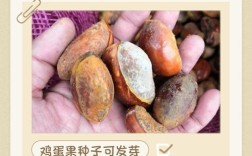 阳台种鸡蛋果，盆小苗壮咋办？