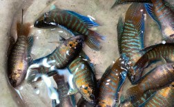 斗鱼2020招聘有何新动向与要求?