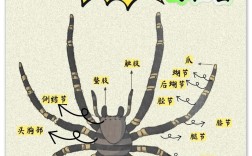 如何判断百度蜘蛛真假 baidu.com