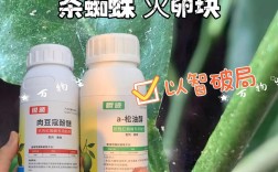 如何有效避免蜘蛛陷阱？