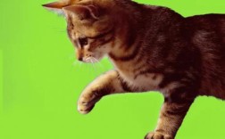 PS如何精准抠毛发与复杂背景？