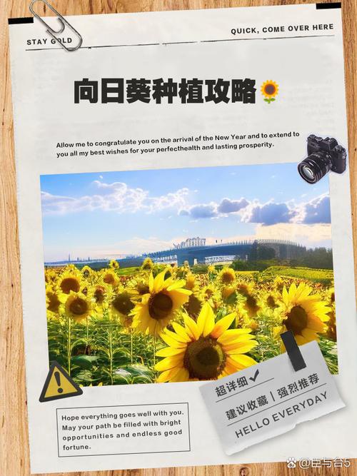 向日葵搭建网站收录吗-图2 向日葵搭建网站收录吗-图2
