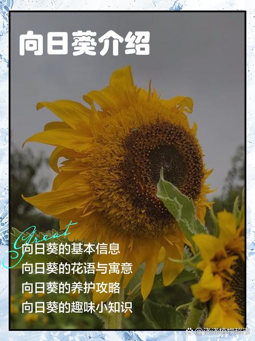 向日葵搭建网站收录吗-图1 向日葵搭建网站收录吗-图1