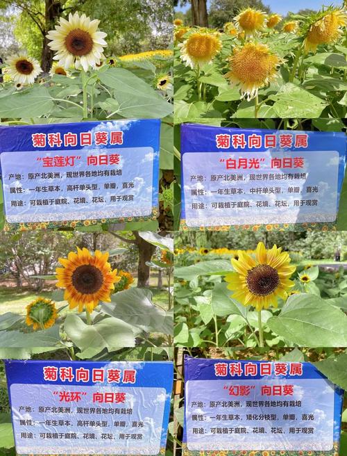 向日葵搭建网站收录吗-图2 向日葵搭建网站收录吗-图2