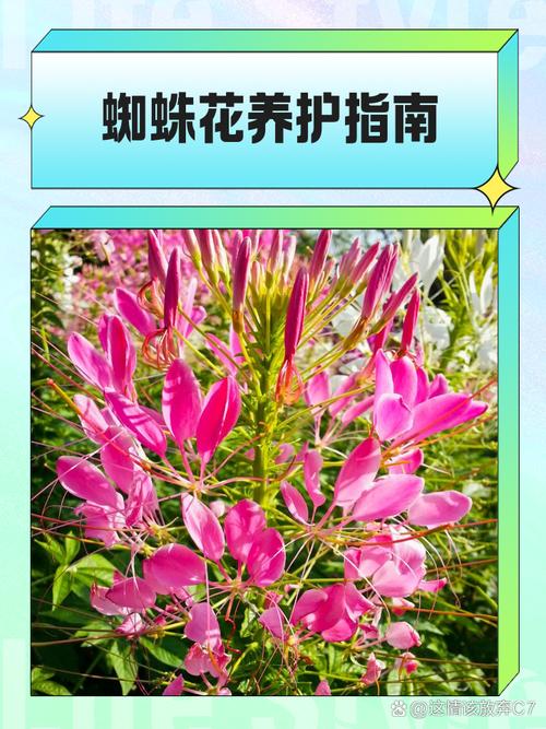 百度蜘蛛如何养seo技巧之养蜘蛛-图1 百度蜘蛛如何养seo技巧之养蜘蛛-图1