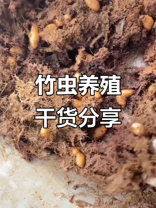 未来五年养竹虫前景如何，未来五年养竹虫前景到底如何？-图1