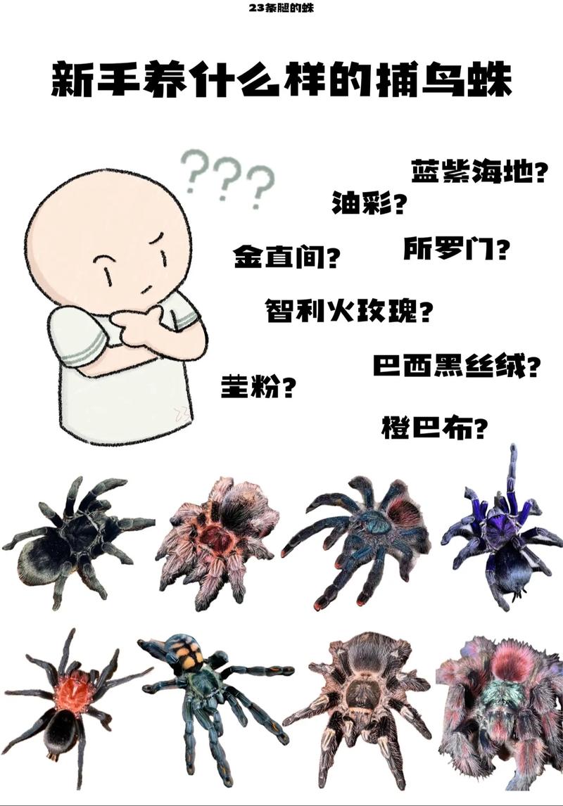百度蜘蛛是如何抓取的,百度蜘蛛抓取的底层逻辑是什么?-图3 百度蜘蛛是如何抓取的,百度蜘蛛抓取的底层逻辑是什么?-图3