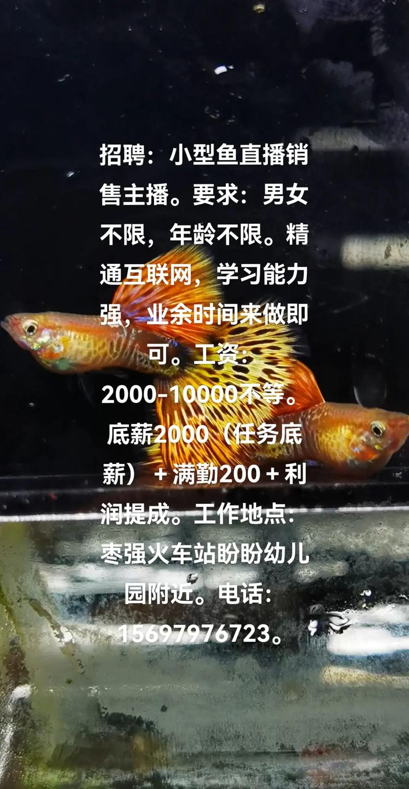 斗鱼音频招聘,斗鱼音频招聘,具体要求有哪些?-图2 斗鱼音频招聘,斗鱼音频招聘,具体要求有哪些?-图2