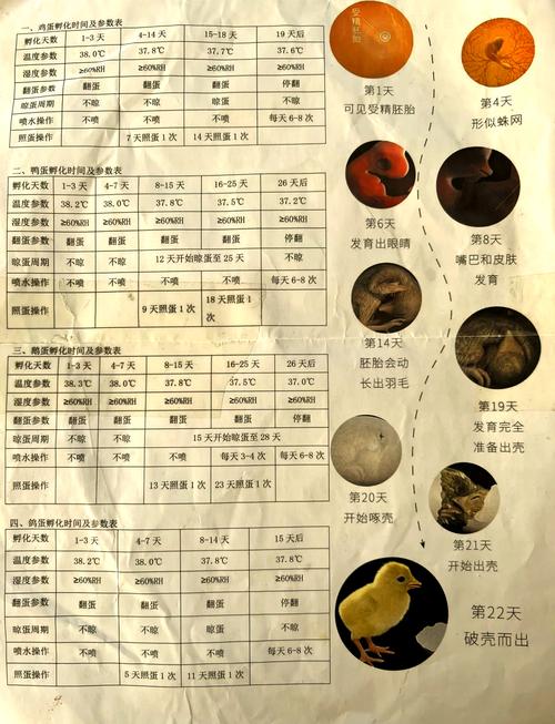 如何让小鸡变长20厘米,小鸡如何自然长高20厘米?-图3 如何让小鸡变长20厘米,小鸡如何自然长高20厘米?-图3