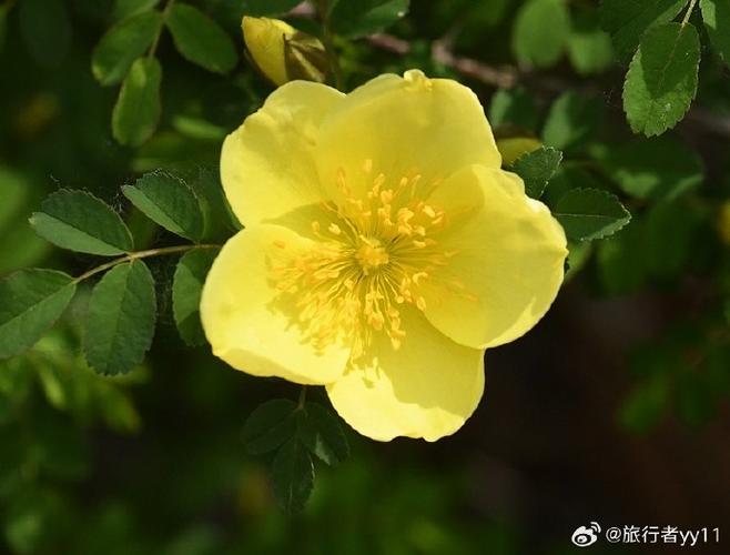 蔷薇招聘is，蔷薇招聘is，究竟是什么？-图1