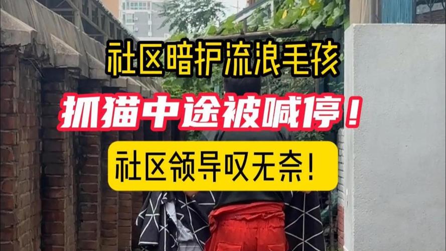 社区猫 招聘，社区猫招聘，是为啥招员工呀？-图2