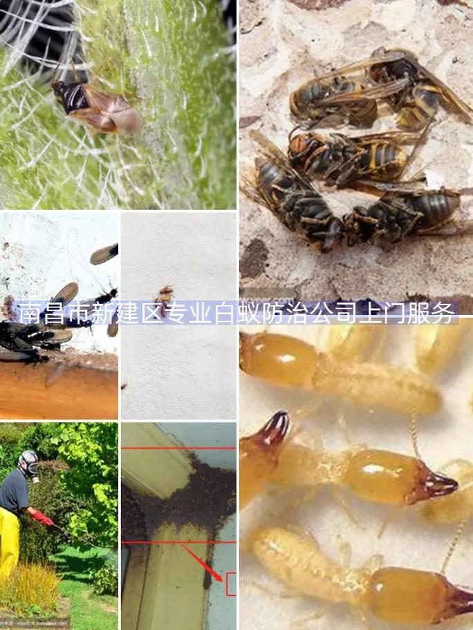 灰蚂蚁招聘，灰蚂蚁招聘，什么岗位在招？-图3