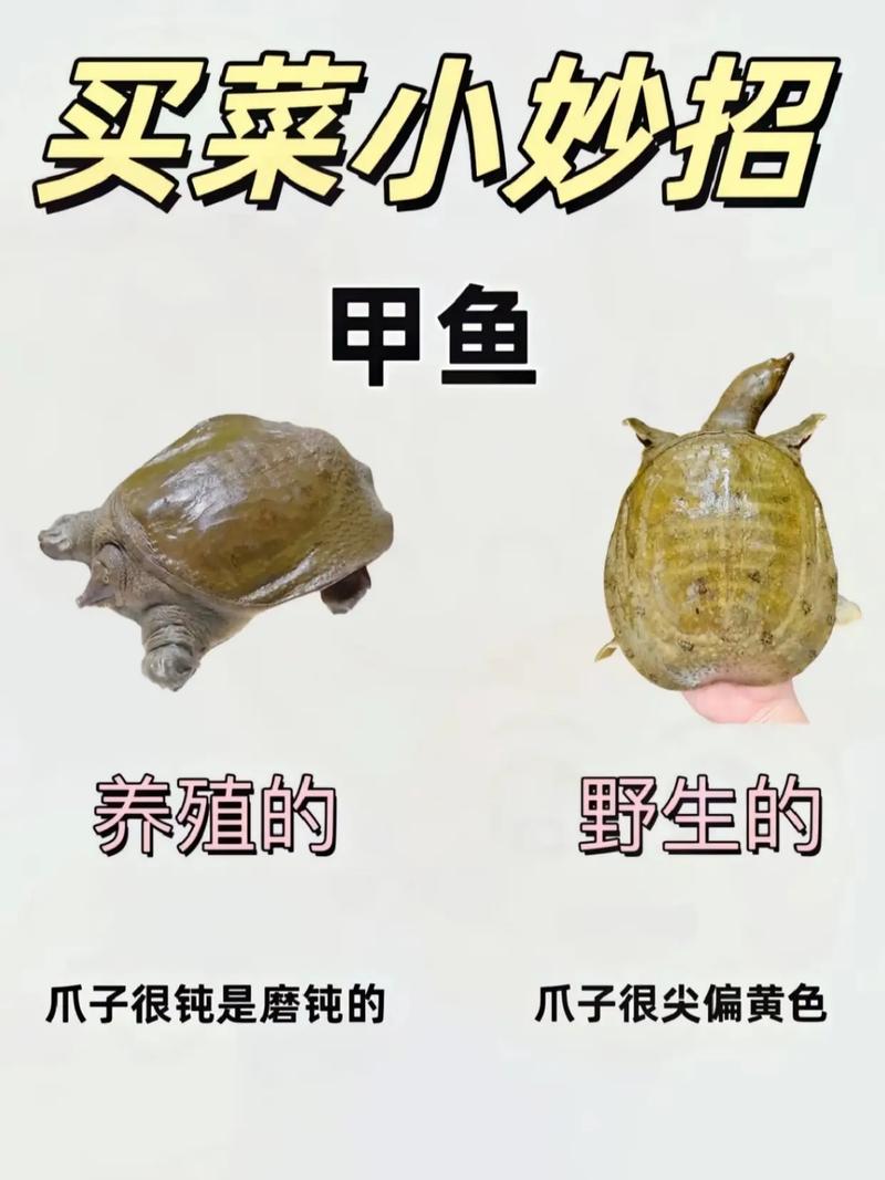甲鱼不是鱼的大妖猴如何，甲鱼非鱼却称大妖猴，名从何来？-图1