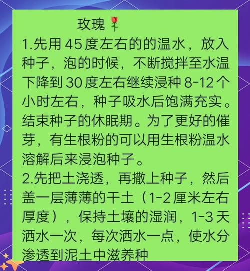 玫瑰花如何用种子繁殖,玫瑰花种子繁殖步骤有哪些?-图2 玫瑰花如何用种子繁殖,玫瑰花种子繁殖步骤有哪些?-图2