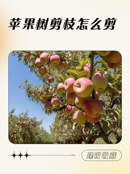 招聘苹果剪枝，招聘苹果剪枝，具体要求有哪些？-图1