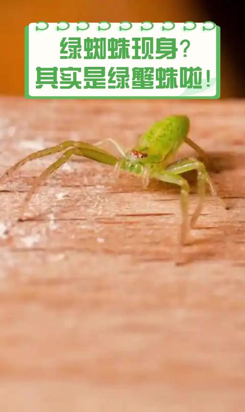绿蜘蛛招聘,绿蜘蛛招聘靠谱吗?岗位薪资真实吗?-图2 绿蜘蛛招聘,绿蜘蛛招聘靠谱吗?岗位薪资真实吗?-图2