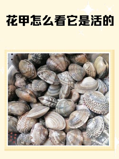 花甲怎么挑？教你辨死活！-图2