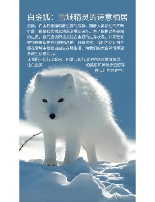 白狐设计招聘,有何岗位要求?-图2 白狐设计招聘,有何岗位要求?-图2