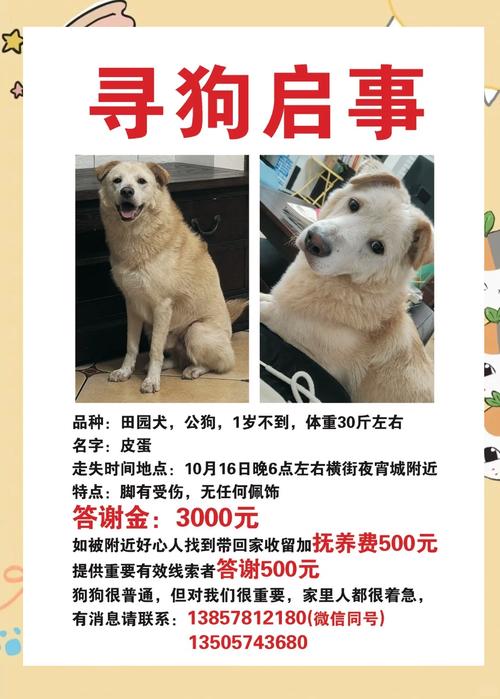 招聘狗使用技巧有哪些？-图1