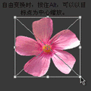 CS6如何制作GIF？步骤是什么？-图1