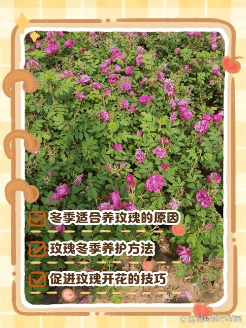 四季玫瑰上盆关键步骤有哪些？-图1