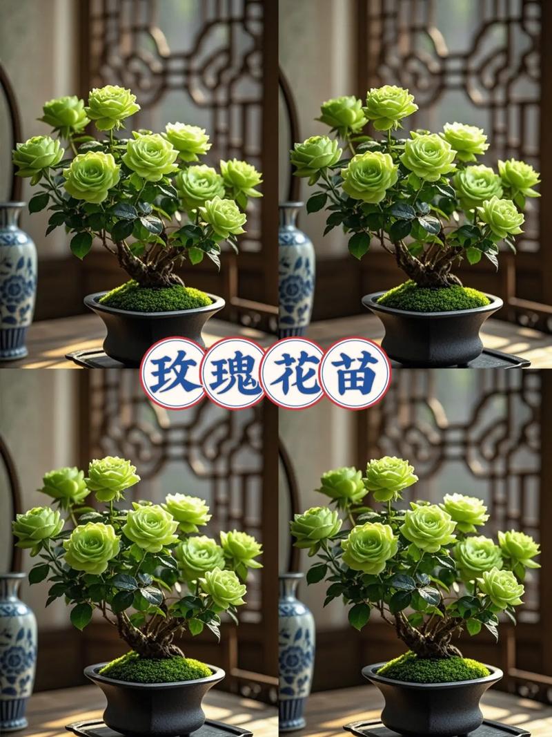 四季玫瑰上盆关键步骤有哪些？-图2