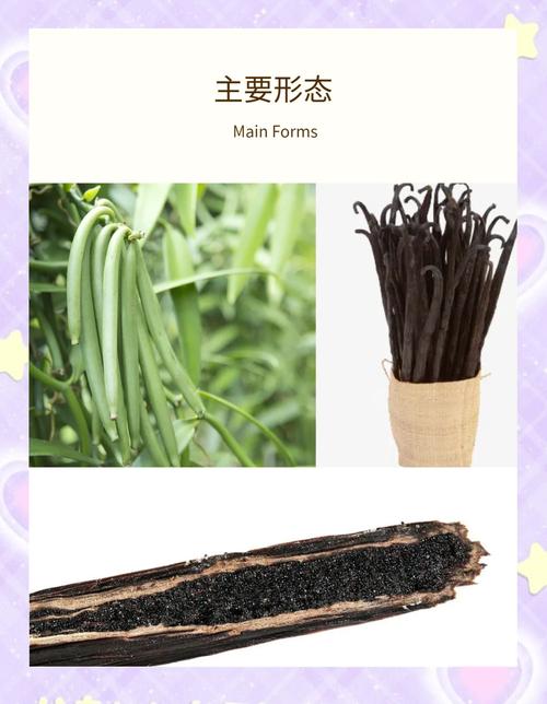 香草招聘英文，是香草还是普通？英文咋表达？-图1