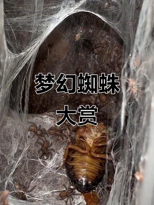 百度蜘蛛爬行记录怎么查？-图3